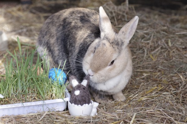 Easter, decoration, Easter egg, rabbit, Easter nest, Easter bunny, A cute picture of a rabbit with