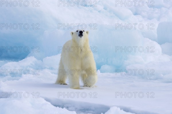 Lone polar bear (Ursus maritimus) hunting on pack ice, picking up scent of prey in the Arctic Ocean