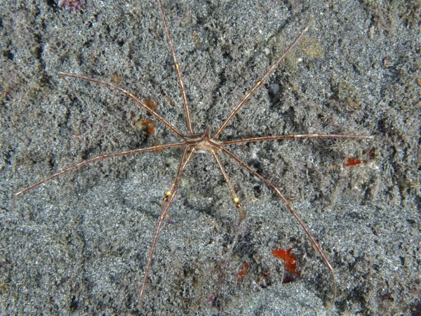 Spider crab, East Atlantic arrow crab (Stenorhynchus lanceolatus), spread out on sandy seabed,