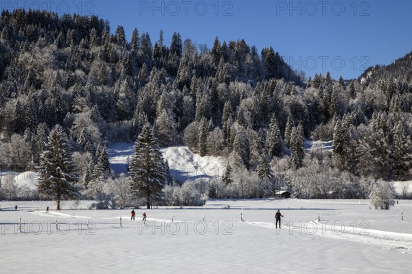 Winter landscape in the snow, cross-country skier on cross-country trail through snowy landscape,