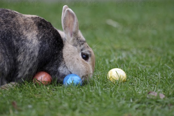 Rabbit (Oryctolagus cuniculus domestica), pet, Easter, Easter egg, garden, A brown domestic rabbit