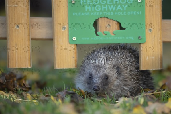 European hedgehog (Erinaceus europaeus) adult animal walking through a Hedgehog highway sign on an