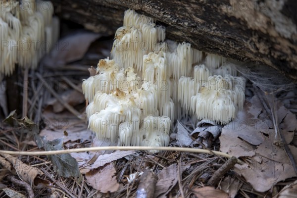 Lion's mane, (Hericium erinaceus) also called monkey head mushroom, bearded tooth mushroom, satyr's