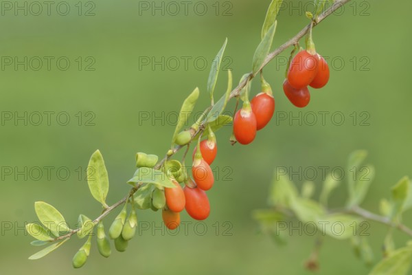 Goji berry (Lycium barbarum TURGIDUS), Bundessortenamt Prüfstelle Wurzen, Federal Republic of