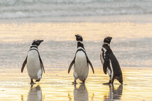 Magellanic penguins (Sphreniscus magellanicus), group landing on a beach in the morning light,