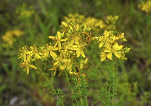 Common St John's wort, Hypericum perforatum, amber, St John's wort, Tipton's weed, chase-devil,