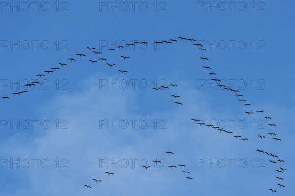 Flying birds form a V-formation in the blue sky under scattered clouds, cranes, Gruidae, on their