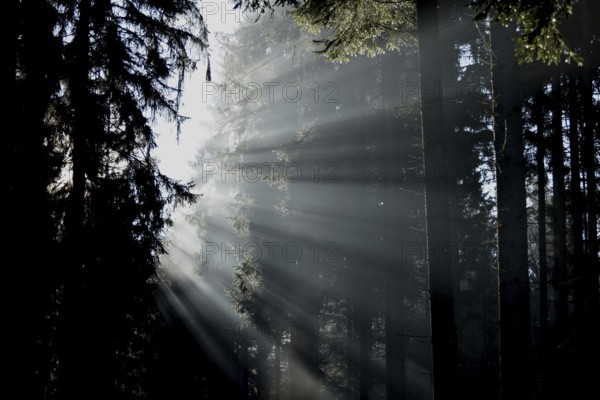 Rays of light fall through coniferous forest on a misty winter morning in the Hunsrück-Hochwald