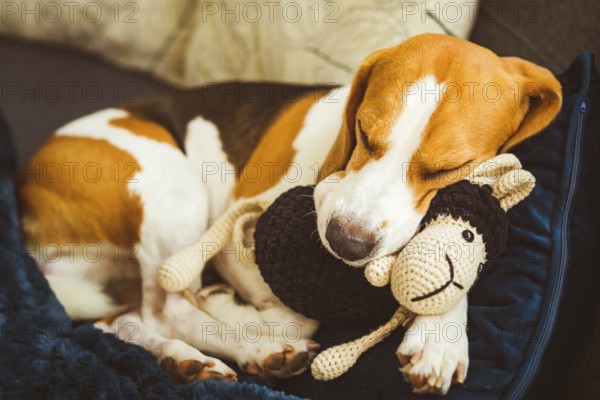 Adorable Beagle dog sleeping with his favorite sheep toy. Canine background. Lazy rainy day on