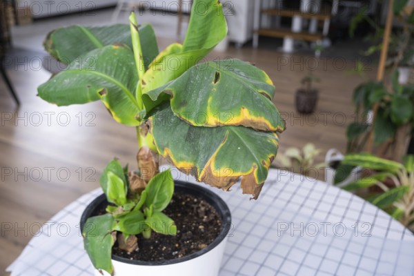 Problems in the cultivation of domestic plants Problems in cultivation of domestic plants Musa