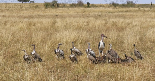 African White Backed Vulture (gyps africanus), Ruppell's Vulture, gyps rueppelli, Lappet Faced