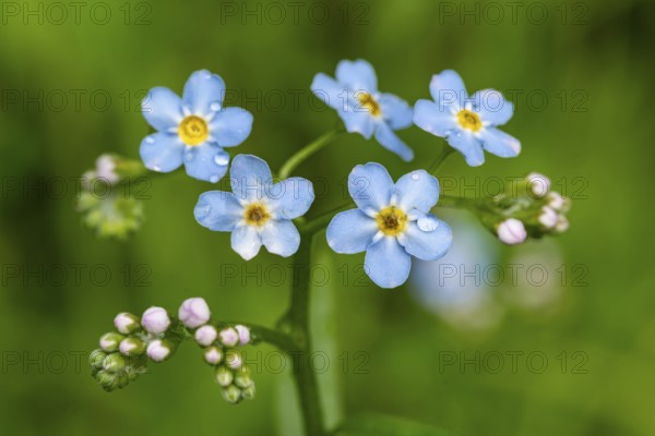 Close-up of the blue flowers of marsh forget-me-not (Myosotis scorpioides) with yellow centre and