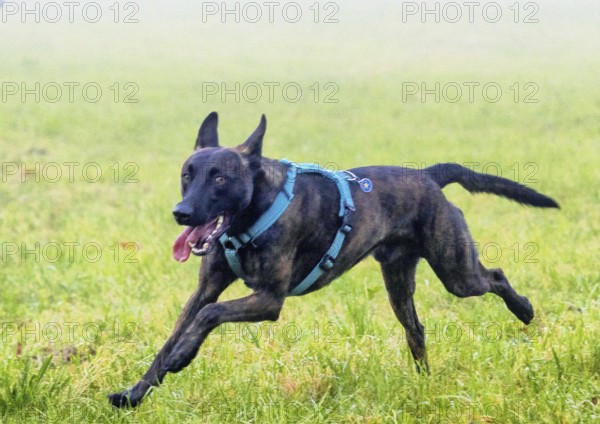 A powerful police dog, a Malinois shepherd, stands at attention. The dog is about two years old,