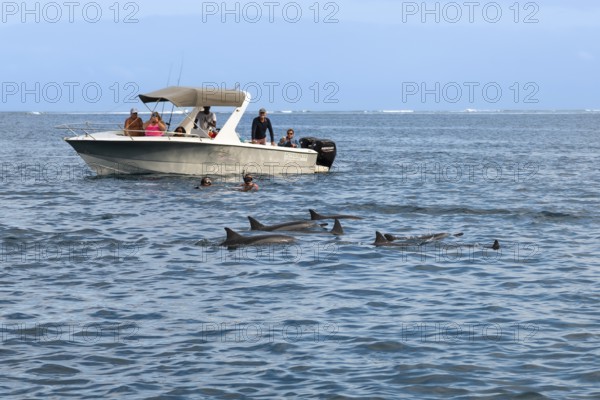 Tourists swimming, snorkelling with dolphins, spinner dolphin (Stenella longirostris), spinner