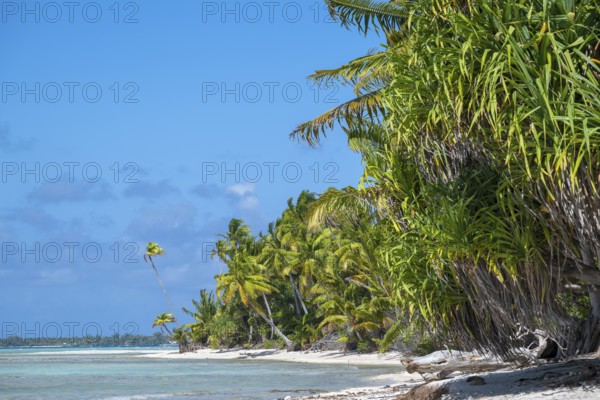 Forest with lush tropical vegetation, Tikehau, Atoll, Tuamotu Archipelago, Tuherahera, Rangiroa,