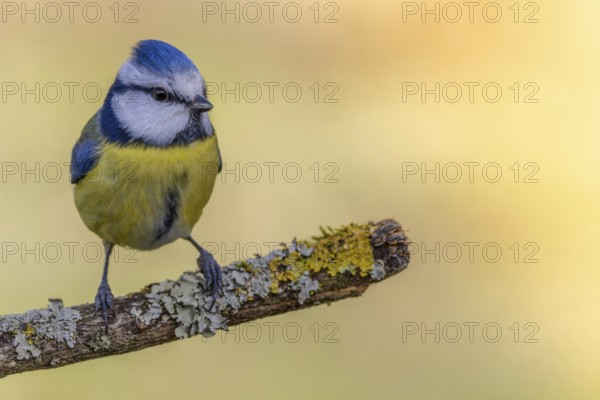 Blue tit (Cyanistes caeruleus) sitting on a rotten tree branch overgrown with lichen, garden,
