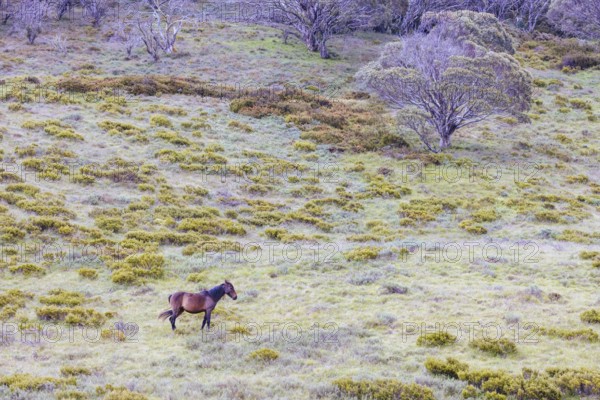 A landscape view with wild brumbies on the Cascade Hut Trail near Dead Horse Gap and Thredo in