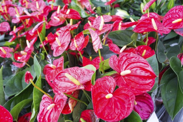 Red anthurium flowers in a flower shop, a pattern of blooming hearts of male happiness, wholesale