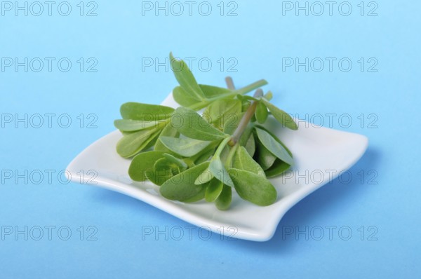 Purslane in a saucer on a blue background, Fresh green leaves displayed on a small white square