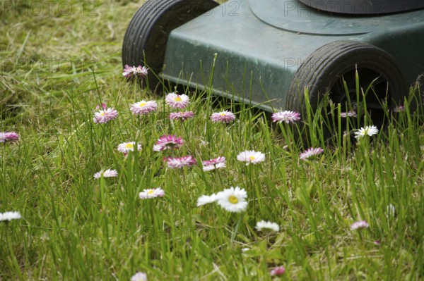Seasons and yard maintenance concept with lawn mower and dainty white and pink spring flowers in a