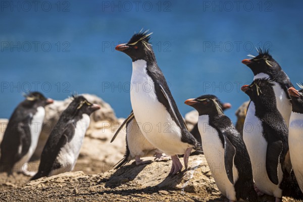 Rockhopper penguins (Eudyptes chrysocome) on the way to their colony, Pebble Island, Falkland
