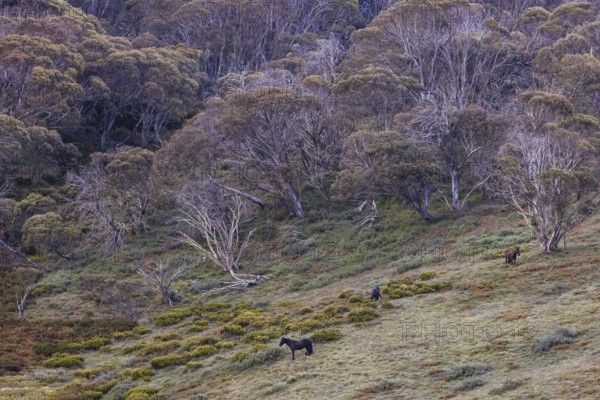 A landscape view with wild brumbies on the Cascade Hut Trail near Dead Horse Gap and Thredo in