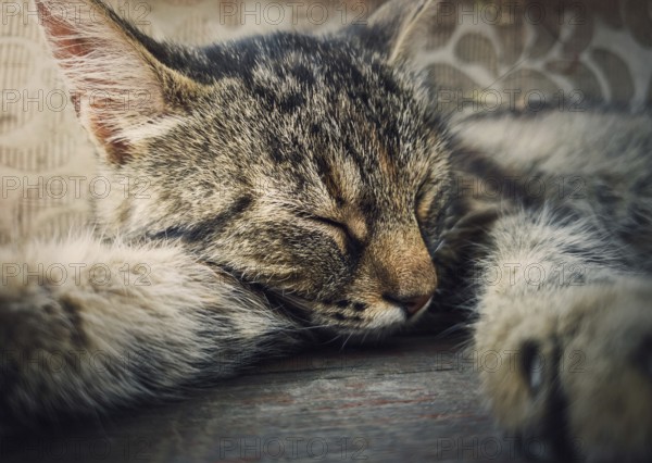 Sleeping cat close-up portrait. Cute brown striped kitten take a nap. Lovely and lazy tomcat