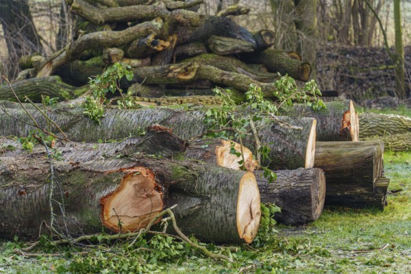 Felled tree trunks in a forest area with stacked pieces of wood, Velen, Münsterland, North
