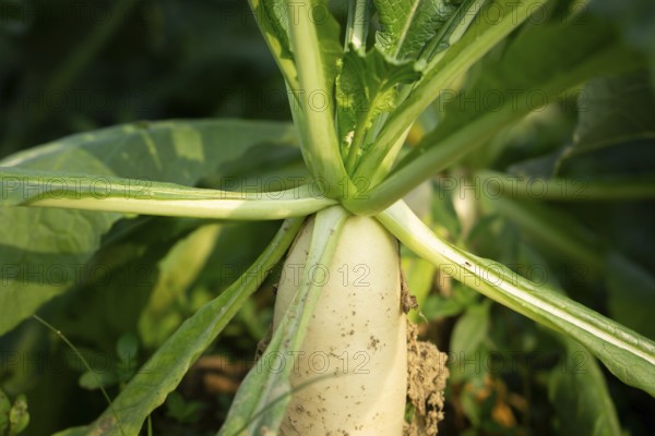 Close-up of white radishes growing in a garden bed, surrounded by lush green leaves. Sunlight