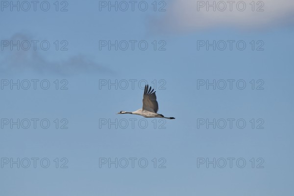 Crane (Grus grus) in elegant flight under a blue sky, Zingst, Bodden, Mecklenburg-Vorpommern,