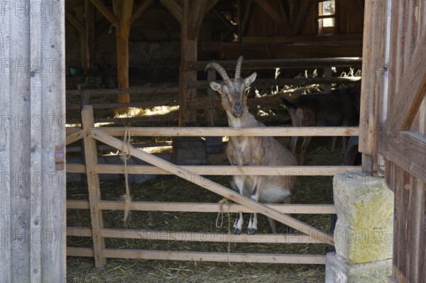 Goat in the historic sheepfold, Hohenloher Freilandmuseum, Museum, Wackershofen, Schwäbisch