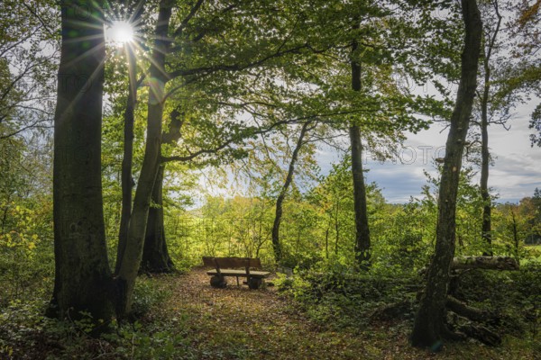 An empty park bench in the forest, flooded with warm rays of sunshine on an autumn day,