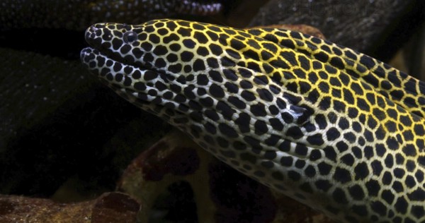 Laced Moray, gymnothorax tessellata, Laced Moray, gymnothorax tessellata