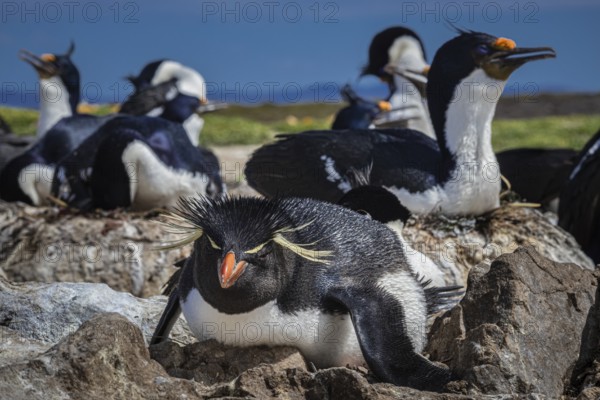 Rockhopper penguin (Eudyptes chrysocome) on its nest in a cormorant colony, Pebble Island, Falkland