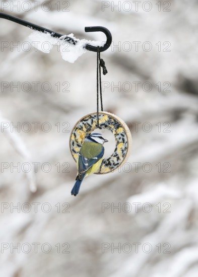 The little blue tit (Cyanistes caeruleus) sits on the bird feeder ring in the snow-covered winter