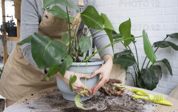 Repotting a home plant Philodendron Monstera deliciosa into a new pot in home interior. Caring for