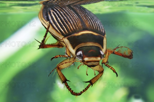 Great diving beetle (dytiscus marginalis), Dytiscidae, Other animals, Insects, Beetles, Animals,