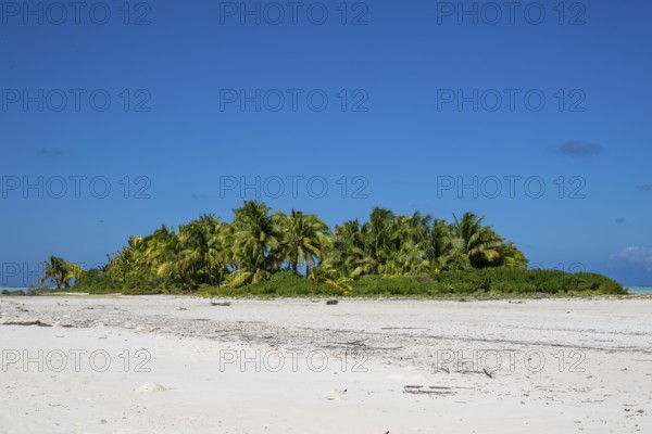 Coconut palm (Cocos nucifera), grove on Motu, Tetiaroa, atoll, Marlon Brando Island, French