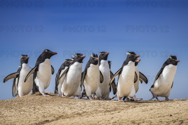 Rockhopper penguins (Eudyptes chrysocome) on the way to their colony, Pebble Island, Falkland