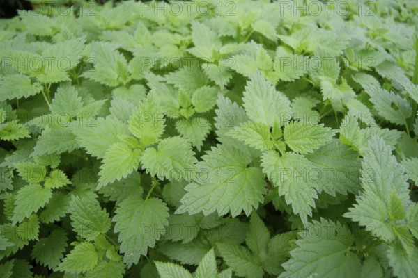 Nettle carpet (Urtica), stinging nettles, medicinal plant, Pfaffenhofen an der Ilm, Ilmtal,
