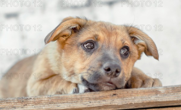 Sad red mongrel puppy lays on wooden table