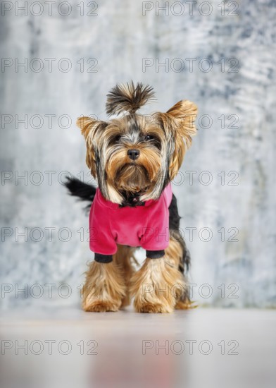 A Yorkshire Terrier standing on his hind legs, wearing a stylish pink outfit. Captured indoors