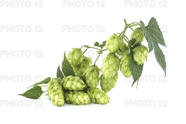Branch of fresh green hops cones and leaves in close up isolated on white background. Humulus