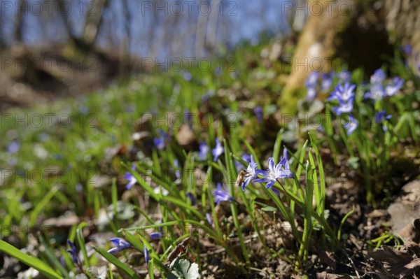Honeybee on blue star (Scilla), ravine forest, spring, bee pasture, insect pasture, spring, early