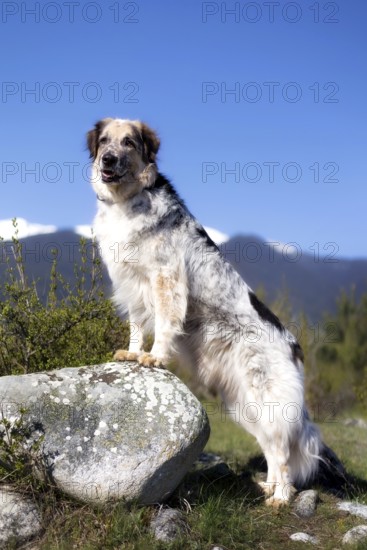 Big crossbreed dog standing on the stone, spring snow mountains panorama and blue sky