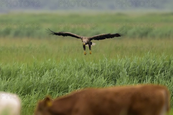 A white-tailed eagle (Haliaeetus albicilla) in flight over a green field, with animals in the