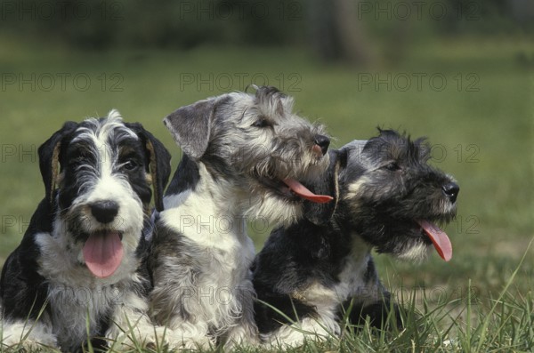 Czech terriers, Cesky terriers, pedigree dogs, terriers, pet dogs, pets, mammals, animals, Cesky