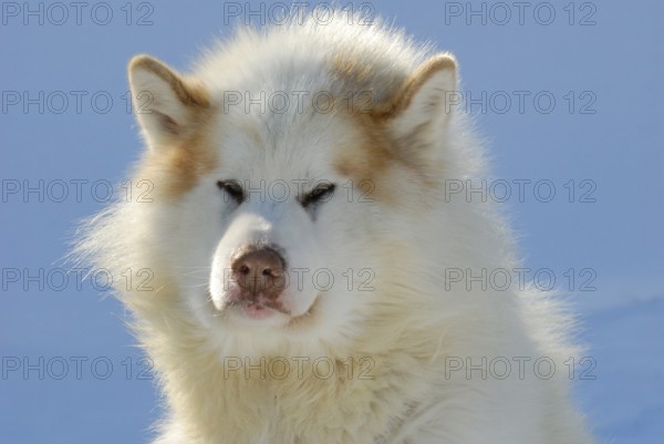 Canadian Eskimo Dog, Male, Northwest Territories, Canada, North America
