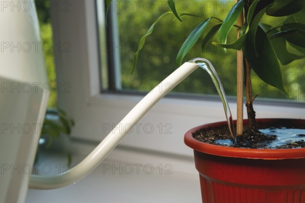 A gardener who is not visible is watering a houseplant in a pot on a windowsill in a house,