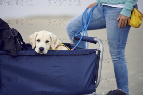 Adorable little blond puppy sittinging a stroller looking ove the edge at the camera while outdoors